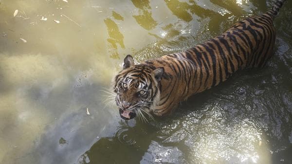 Seorang Warga Ditemukan Tewas Penuh Luka di Kebun, Diduga Diterkam Harimau