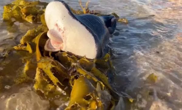 Deret Makhluk Mengerikan akan Muncul Jelang Kiamat Tiba, Waspadai Ciri-Cirinya ! Deret Makhluk Mengerikan akan Muncul Jelang Kiamat Tiba, Waspadai Ciri-Cirinya !