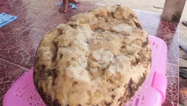 Ini Manfaat Muntahan Ikan Paus yang Berharga Miliaran Rupiah Ini Manfaat Muntahan Ikan Paus yang Berharga Miliaran Rupiah