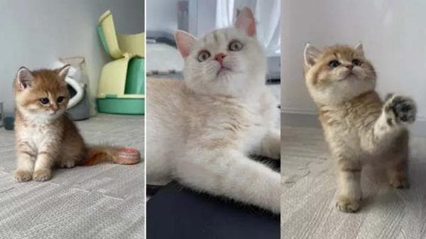 Simak Bahaya Bulu Kucing yang Harus Diwaspadai Simak Bahaya Bulu Kucing yang Harus Diwaspadai