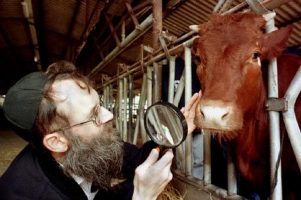 Gempar! 5 Sapi Betina Merah Sempurna Dianggap Seperti Kisah di Alquran dan Taurat Tiba di Israel Gempar! 5 Sapi Betina Merah Sempurna Dianggap Seperti Kisah di Alquran dan Taurat Tiba di Israel