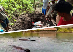 2 Paus Kepala Melon di Teluk Alor Terdampar, Daging Paus Hendak Dikonsumsi Oleh Warga 2 Paus Kepala Melon di Teluk Alor Terdampar, Daging Paus Hendak Dikonsumsi Oleh Warga