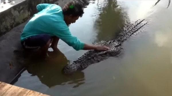 Berkawan Dengan Buaya? Bapak Asal Bontang Ini 25 Tahun Sahabatan dengan Sang Predator Berkawan Dengan Buaya? Bapak Asal Bontang Ini 25 Tahun Sahabatan dengan Sang Predator