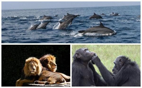 3 Hewan dengan Durasi Kawin Terlama, Ada yang Sampai 100 Kali Per Hari 3 Hewan dengan Durasi Kawin Terlama, Ada yang Sampai 100 Kali Per Hari