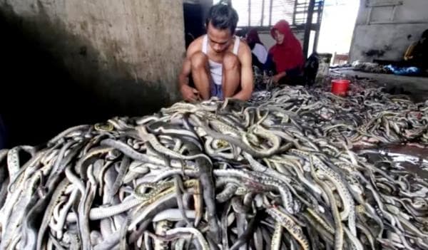 Kampung Ular Kertasura Cirebon, Tempat Ribuan Ular Dikuliti Setiap Hari Kampung Ular Kertasura Cirebon, Tempat Ribuan Ular Dikuliti Setiap Hari