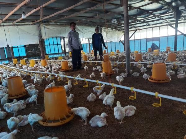Minat Bisnis Ternak Ayam Potong Broiler? Ternyata Cukup Menggiurkan Minat Bisnis Ternak Ayam Potong Broiler? Ternyata Cukup Menggiurkan