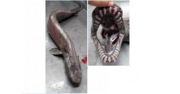 Deretan Hewan Purba Laut Tertua yang Masih Ada, Nomor 4 Sudah Hidup Sejak 500 Tahun Silam Deretan Hewan Purba Laut Tertua yang Masih Ada, Nomor 4 Sudah Hidup Sejak 500 Tahun Silam