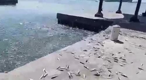 Ribuan Ikan di Pesisir Jakarta Lompat ke Darat Akibat Plankton Beracun, Ini Fenomena Langka !