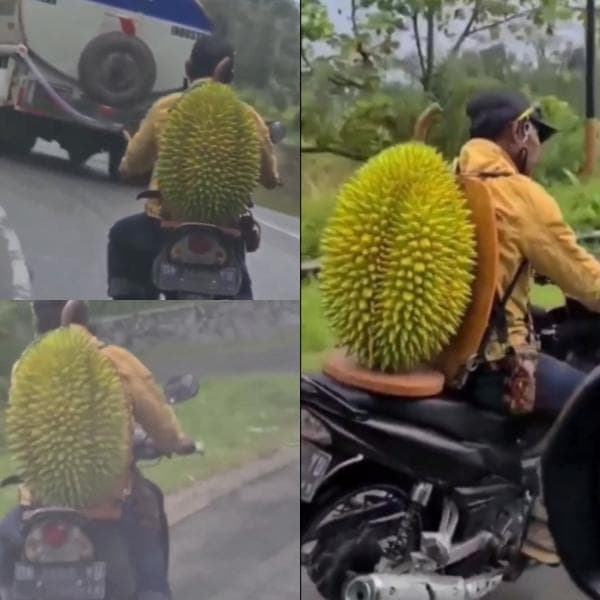 Viral! Buah Durian Raksasa Gegerkan Jagat Maya, Bikin Ngiler Viral! Buah Durian Raksasa Gegerkan Jagat Maya, Bikin Ngiler