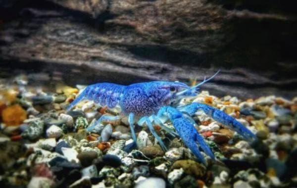 Indah! Ini Sederet Hewan Langka dengan Warna Biru, Nomor 1 Mampu Hidup hingga 69 Tahun Indah! Ini Sederet Hewan Langka dengan Warna Biru, Nomor 1 Mampu Hidup hingga 69 Tahun