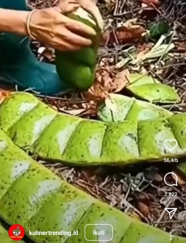 Petai Raksasa Entada Bikin Heboh, Netizen: Tidak Disarankan Untuk Dikonsumsi Petai Raksasa Entada Bikin Heboh, Netizen: Tidak Disarankan Untuk Dikonsumsi