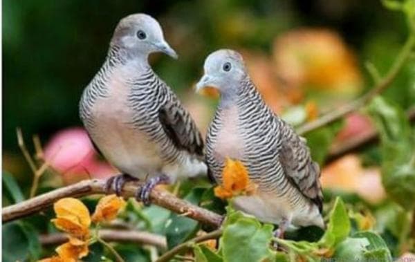 Deretan Hewan Miliki Suara yang Mengerikan, yang Terakhir Petanda Ada Makhluk Halus Deretan Hewan Miliki Suara yang Mengerikan, yang Terakhir Petanda Ada Makhluk Halus