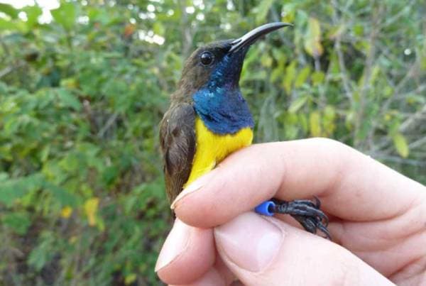 Keunikan Burung Matahari, Spesies Burung Baru yang Ditemukan di Pulau Terpencil Indonesia