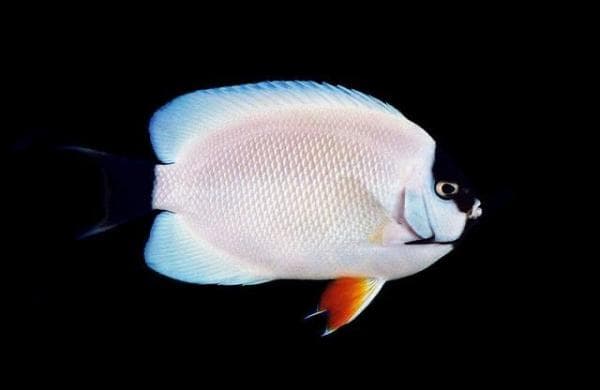 Ikan Hias Termahal di Indonesia, Nomor 1 Harganya Tembus Rp26 Miliar Ikan Hias Termahal di Indonesia, Nomor 1 Harganya Tembus Rp26 Miliar