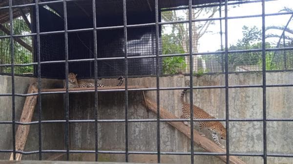 Bukan Sekedar Tempat Wisata, Taman Satwa Cikembulan Kini Jadi `Rumah Sakit` bagi Hewan Dilindungi Bukan Sekedar Tempat Wisata, Taman Satwa Cikembulan Kini Jadi `Rumah Sakit` bagi Hewan Dilindungi