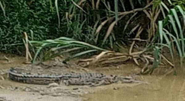 Penampakan Buaya di Sungai Cimandahan Pandeglang Gegerkan Warga Penampakan Buaya di Sungai Cimandahan Pandeglang Gegerkan Warga