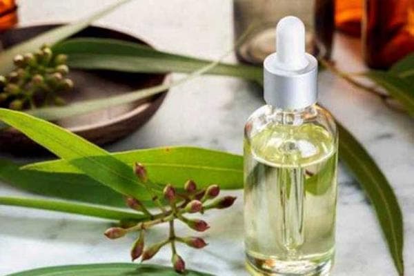 5 Merk Minyak Kayu Putih Terbaik, Obati Indikasi Masuk Angin! 5 Merk Minyak Kayu Putih Terbaik, Obati Indikasi Masuk Angin!