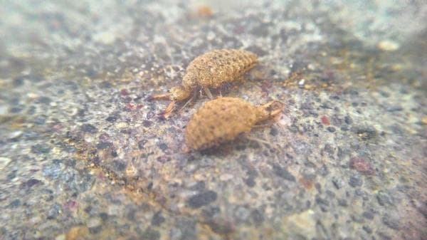 5 Manfaat Undur-Undur bagi Kesehatan yang Jarang Diketahui 5 Manfaat Undur-Undur bagi Kesehatan yang Jarang Diketahui