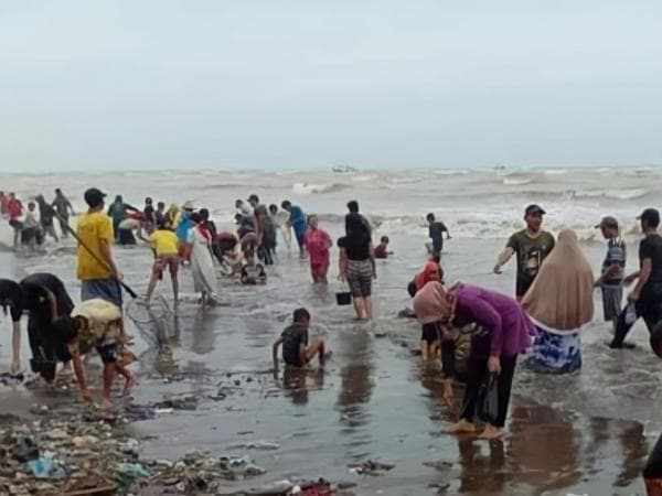 Fenomena Ombak Besar, Warga Pemalang Berburu Kerang Dara di Tepi Pantai Fenomena Ombak Besar, Warga Pemalang Berburu Kerang Dara di Tepi Pantai