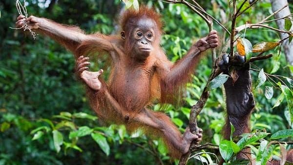 6 Cagar Alam Terbaik di Indonesia yang Indah, Wajib Dikunjungi! 6 Cagar Alam Terbaik di Indonesia yang Indah, Wajib Dikunjungi!