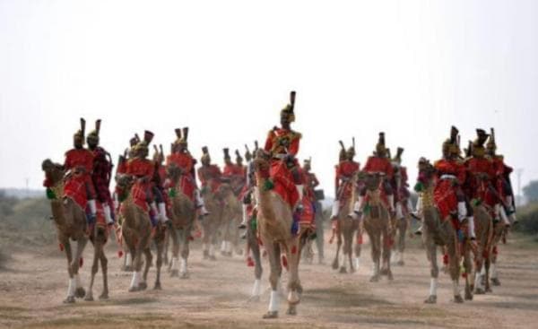 Deretan 5 Hewan yang Dipakai Militer untuk Misi Perang Deretan 5 Hewan yang Dipakai Militer untuk Misi Perang