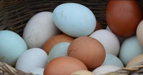 Dari 4 Jenis Telur, Mana yang Mengandung Kolesterol Paling Tinggi?