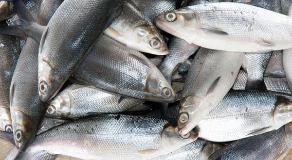 4 Cara Budidaya Bandeng Air Tawar Dengan Mudah dan Benar 4 Cara Budidaya Bandeng Air Tawar Dengan Mudah dan Benar