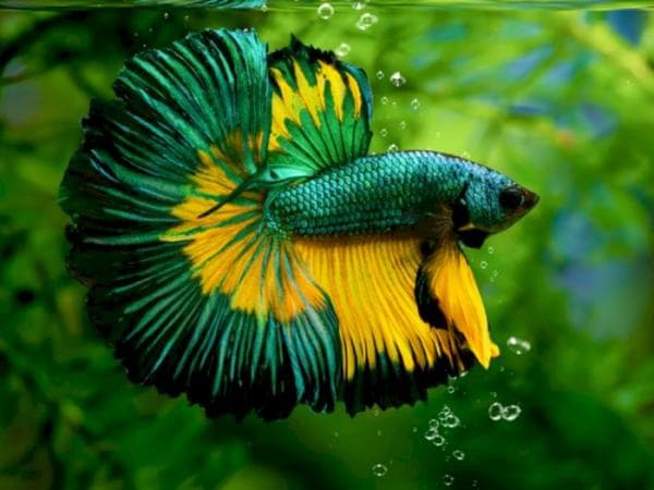 Cara Merawat Ikan Hias Buntal Tutul Hijau di Akuarium Cara Merawat Ikan Hias Buntal Tutul Hijau di Akuarium