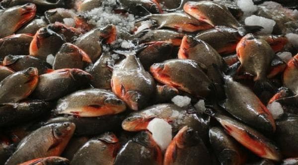 13 Cara Pemberian Pakan pada Ikan Bawal Agar Cepat Gemuk 13 Cara Pemberian Pakan pada Ikan Bawal Agar Cepat Gemuk