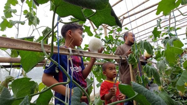 Wisata Petik Melon di Subang, Cocok untuk Mengisi Libur Sekolah Bersama Keluarga Wisata Petik Melon di Subang, Cocok untuk Mengisi Libur Sekolah Bersama Keluarga