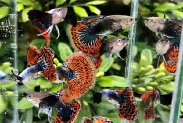 7 Cara Merawat Ikan Molly Supaya Cepat Besar bagi Pemula 7 Cara Merawat Ikan Molly Supaya Cepat Besar bagi Pemula