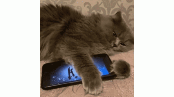 Viral Kucing Terus Peluk Erat HP yang Memutar Lantunan Ayat Kursi, Netizen Kagum: Masya Allah Viral Kucing Terus Peluk Erat HP yang Memutar Lantunan Ayat Kursi, Netizen Kagum: Masya Allah