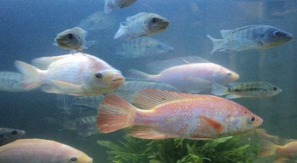 10 Cara Memelihara Ikan Nila Agar Cepat Besar dan Panen 10 Cara Memelihara Ikan Nila Agar Cepat Besar dan Panen