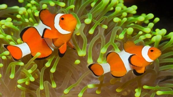 10 Tips Merawat Ikan Nemo di Rumah yang Perlu Dilakukan 10 Tips Merawat Ikan Nemo di Rumah yang Perlu Dilakukan