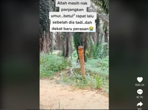 Seorang Pekerja Kaget! Dikira Kayu Nancep di Kebun Sawit, Ternyata Ular King Kobra Seorang Pekerja Kaget! Dikira Kayu Nancep di Kebun Sawit, Ternyata Ular King Kobra