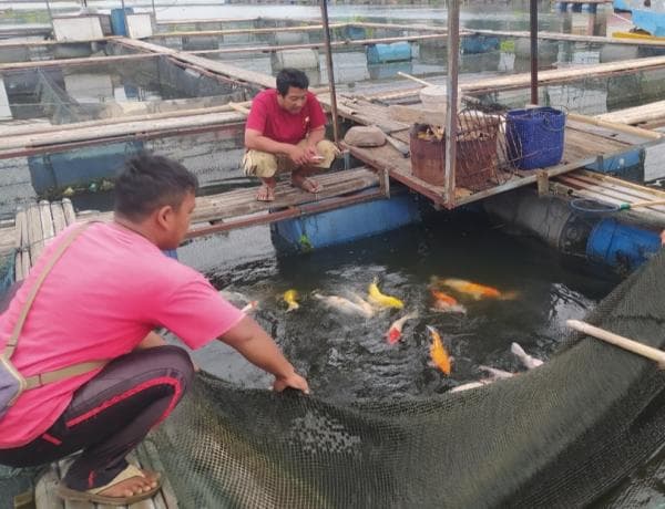 Budidaya Ikan Koi Bahro di Jangari Mulai Menggeliat Budidaya Ikan Koi Bahro di Jangari Mulai Menggeliat