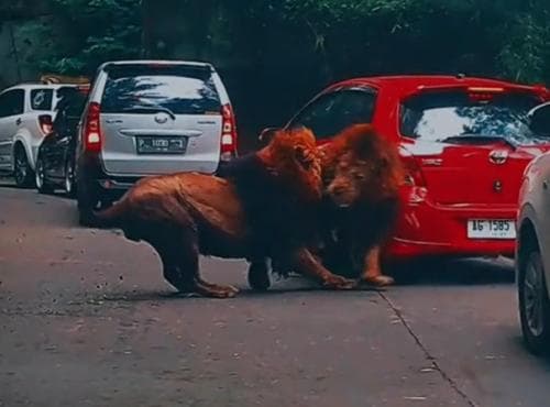 Mengerikan! Dua Ekor Singa di Taman Safari Prigen Ngamuk, Tabrak Mobil Yaris Mengerikan! Dua Ekor Singa di Taman Safari Prigen Ngamuk, Tabrak Mobil Yaris