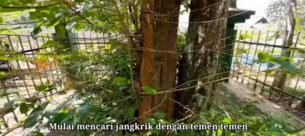 Asal-usul Hari Jadi Kabupaten Banyumas yang Konon Berasal dari Kisah Pohon Tembaga Asal-usul Hari Jadi Kabupaten Banyumas yang Konon Berasal dari Kisah Pohon Tembaga