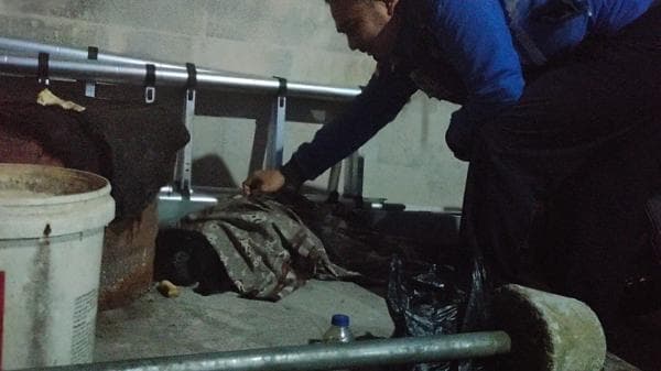 Warga di Kawasan Gunung Kasur Cianjur Temukan Primata Langka Jenis Lutung dalam Kondisi Penuh Luka Warga di Kawasan Gunung Kasur Cianjur Temukan Primata Langka Jenis Lutung dalam Kondisi Penuh Luka