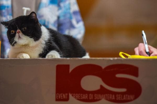 Jual Beli Kucing, Bagaimana Hukumnya dalam Islam? Jual Beli Kucing, Bagaimana Hukumnya dalam Islam?