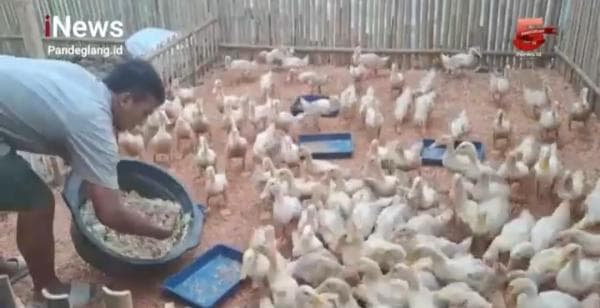 Dua Kali Jadi Korban PHK, Eks Buruh Pabrik Pakan Sukses Ternak Bebek Peking Dua Kali Jadi Korban PHK, Eks Buruh Pabrik Pakan Sukses Ternak Bebek Peking