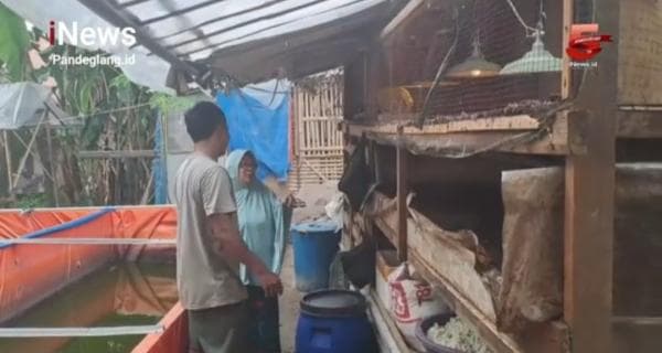 Solusi Efektif Kurangi Beban Pakan, Peternak di Cilegon Sukses Budidaya Ulat Maggot Solusi Efektif Kurangi Beban Pakan, Peternak di Cilegon Sukses Budidaya Ulat Maggot