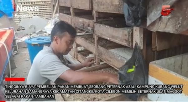 Budidaya Magot, Jadi Salah Satu Solusi Efektif Kurangi Beban Pakan Ternak Budidaya Magot, Jadi Salah Satu Solusi Efektif Kurangi Beban Pakan Ternak