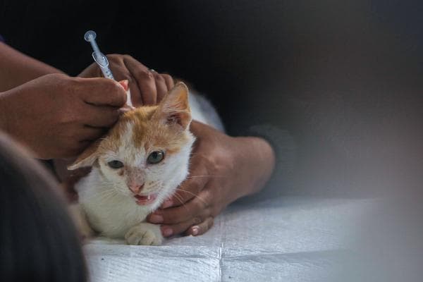 Penampakan Kucing dan Anjing saat Disuntik Vaksin Rabies Gratis di Palembang Penampakan Kucing dan Anjing saat Disuntik Vaksin Rabies Gratis di Palembang