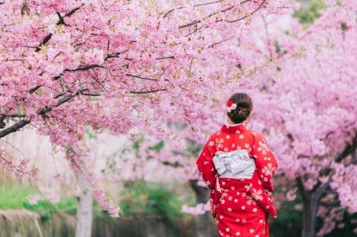 Inilah Asal - usul Kenapa Jepang Dijuluki Negeri Sakura Inilah Asal - usul Kenapa Jepang Dijuluki Negeri Sakura
