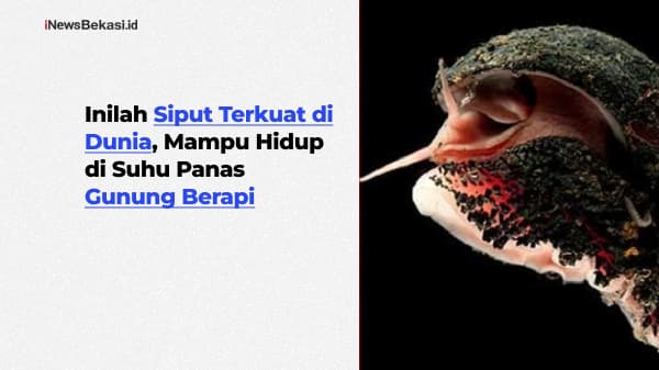 Inilah Siput Terkuat di Dunia, Mampu Hidup di Suhu Panas Gunung Berapi Inilah Siput Terkuat di Dunia, Mampu Hidup di Suhu Panas Gunung Berapi