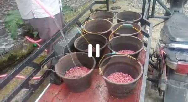 Keren! Pasutri di Aceh Berhasil Bangun Rumah Mewah dengan Memproduksi Kacang Nibon dan Keripik