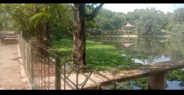 Telaga Gupit Gadingrejo Dipenuhi Enceng Gondok Telaga Gupit Gadingrejo Dipenuhi Enceng Gondok