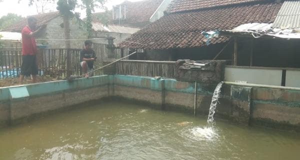 Tren Budidaya Ikan Koi Naik di Banyuwangi, Banyak Permintaan, Pembeli dari Bali hingga Jakarta Tren Budidaya Ikan Koi Naik di Banyuwangi, Banyak Permintaan, Pembeli dari Bali hingga Jakarta