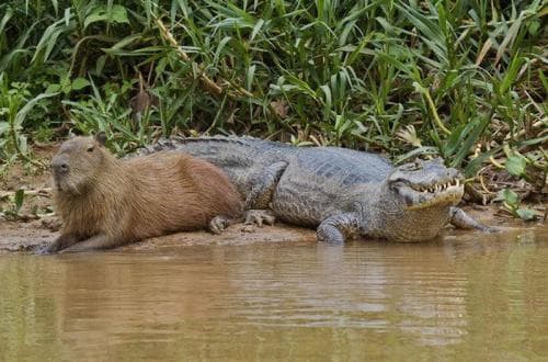 Kenapa Buaya Tidak Mau Memangsa Capybara ? Ini Alasannya Kenapa Buaya Tidak Mau Memangsa Capybara ? Ini Alasannya